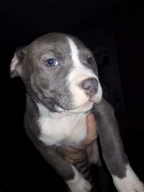 November 1, 2021 by Andy Lam Heres what you need to know if youre searching for Pitbull breeders in Michigan. . Pitbulls for sale in michigan